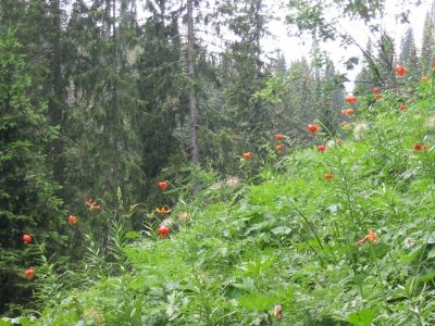 Kliknite za ogled večje slike