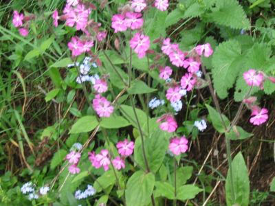 Kliknite za ogled večje slike