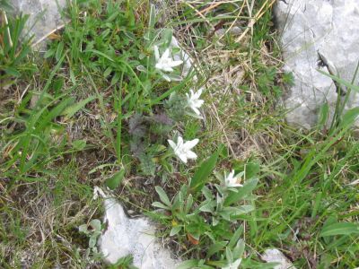 Kliknite za ogled večje slike