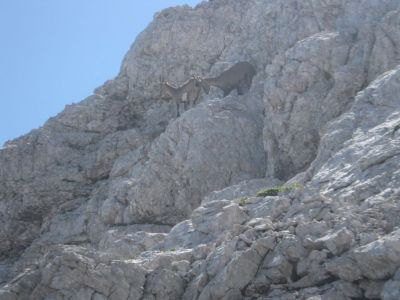 Kliknite za ogled večje slike