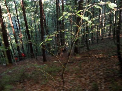 Kliknite za ogled večje slike