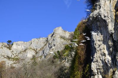 Kliknite za ogled večje slike