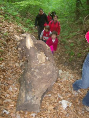 Kliknite za ogled večje slike