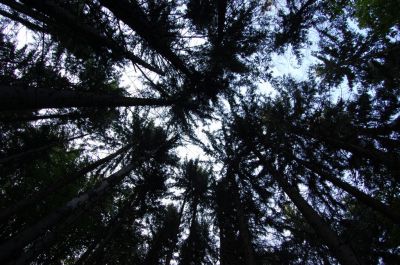Kliknite za ogled večje slike