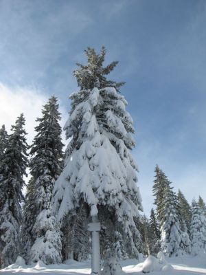 Kliknite za ogled večje slike