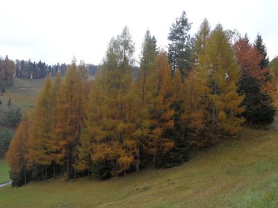 Kliknite za ogled večje slike