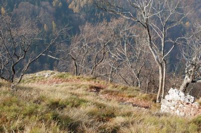 Kliknite za ogled večje slike