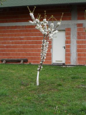 Kliknite za ogled večje slike