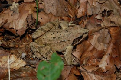 Kliknite za ogled večje slike