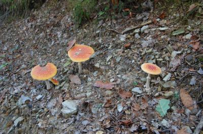 Kliknite za ogled večje slike