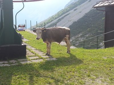 Kliknite za ogled večje slike
