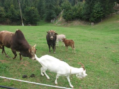 Kliknite za ogled večje slike