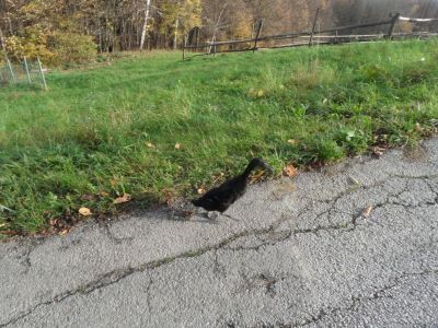 Kliknite za ogled večje slike