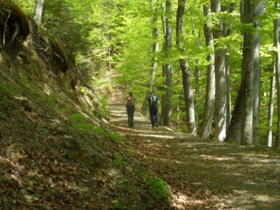 Kliknite za ogled večje slike