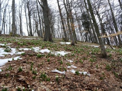Kliknite za ogled večje slike