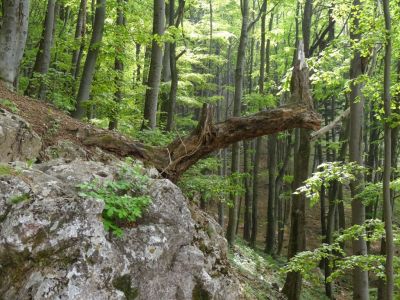Kliknite za ogled večje slike