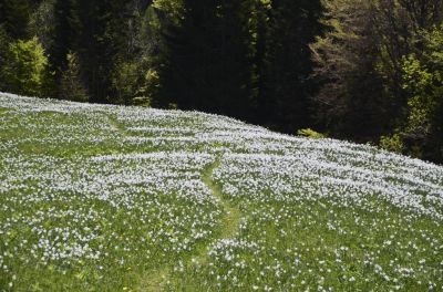 Kliknite za ogled večje slike