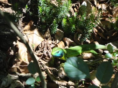 Kliknite za ogled večje slike