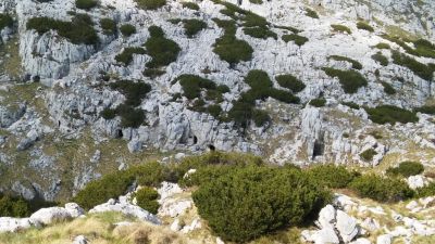 Kliknite za ogled večje slike