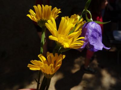 Kliknite za ogled večje slike