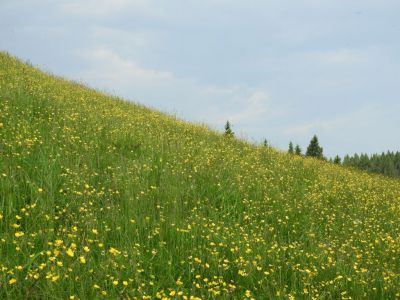 Kliknite za ogled večje slike