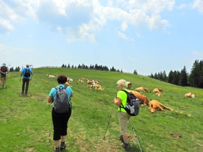 Kliknite za ogled večje slike