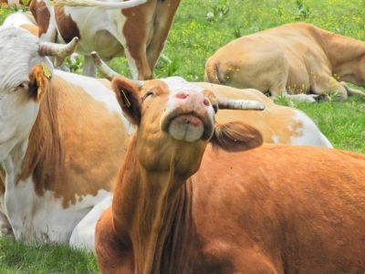 Kliknite za ogled večje slike