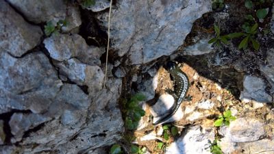 Kliknite za ogled večje slike