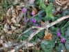 DSC06727.JPG