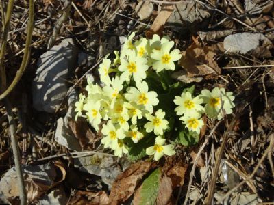 Kliknite za ogled večje slike