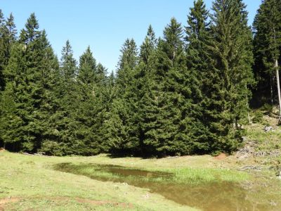 Kliknite za ogled večje slike