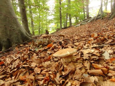 Kliknite za ogled večje slike