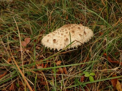 Kliknite za ogled večje slike