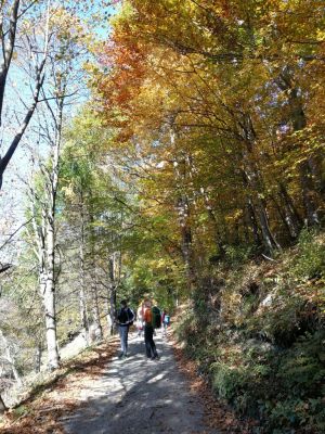 Kliknite za ogled večje slike