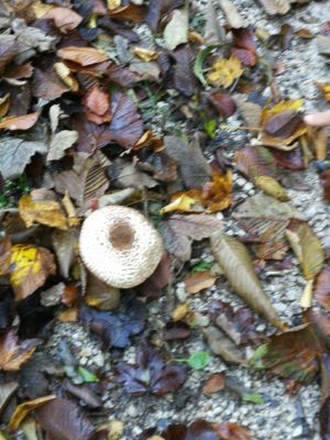 Kliknite za ogled večje slike