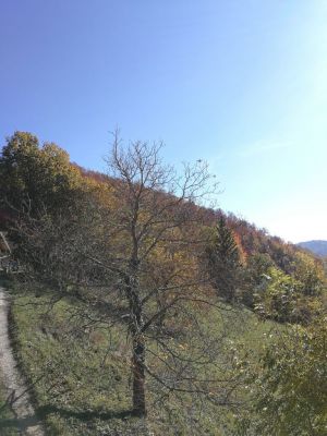 Kliknite za ogled večje slike