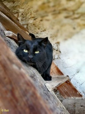 Kliknite za ogled večje slike