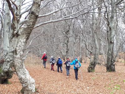 Kliknite za ogled večje slike
