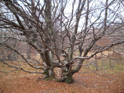 Kliknite za ogled večje slike