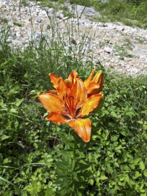 Kliknite za ogled večje slike