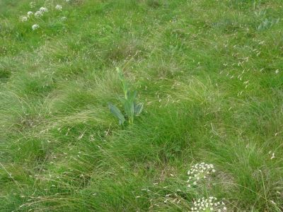 Kliknite za ogled večje slike