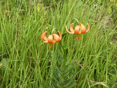 Kliknite za ogled večje slike