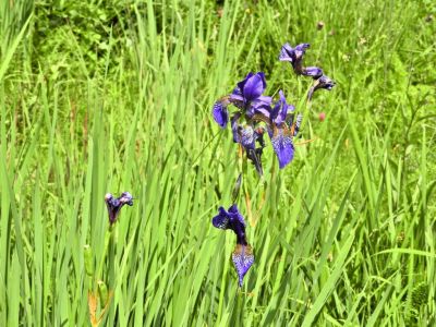 Kliknite za ogled večje slike