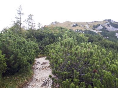 Kliknite za ogled večje slike