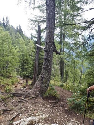 Kliknite za ogled večje slike