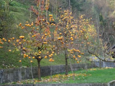 Kliknite za ogled večje slike