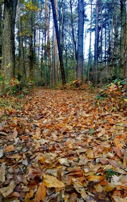 Kliknite za ogled večje slike