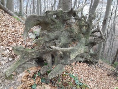 Kliknite za ogled večje slike