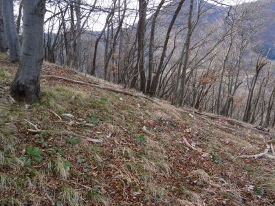 Kliknite za ogled večje slike