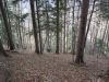 DSC03717.JPG